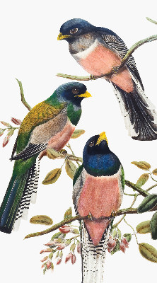 Store intérieur fenêtre avec motif d'oiseaux sur les branches