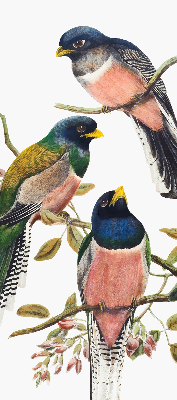 Store intérieur fenêtre avec motif d'oiseaux sur les branches
