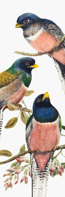 Store intérieur fenêtre avec motif d'oiseaux sur les branches