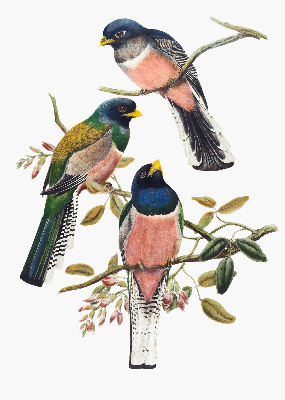 Store intérieur fenêtre avec motif d'oiseaux sur les branches