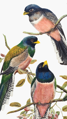 Store intérieur fenêtre avec motif d'oiseaux sur les branches
