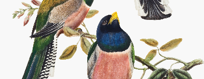 Store intérieur fenêtre avec motif d'oiseaux sur les branches