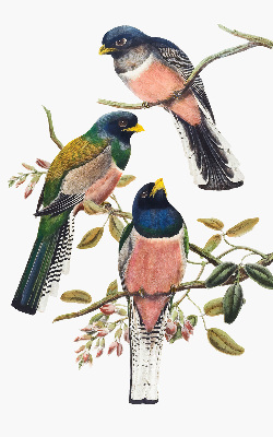 Store intérieur fenêtre avec motif d'oiseaux sur les branches