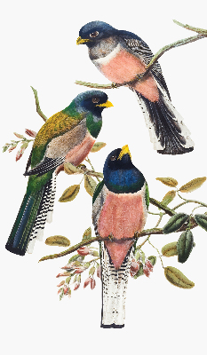 Store intérieur fenêtre avec motif d'oiseaux sur les branches
