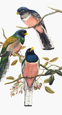 Store intérieur fenêtre avec motif d'oiseaux sur les branches