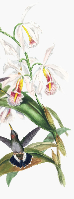 Store enrouleur avec motif d’oiseaux sur une fleur