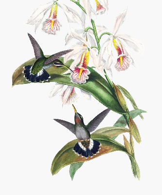 Store enrouleur avec motif d’oiseaux sur une fleur
