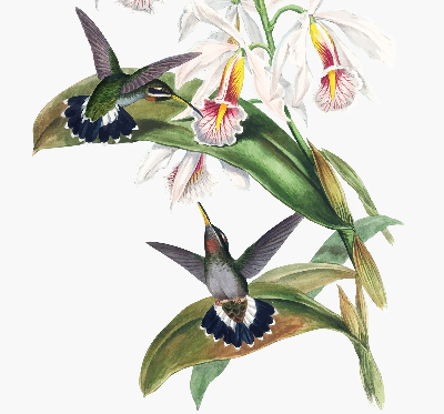 Store enrouleur avec motif d’oiseaux sur une fleur
