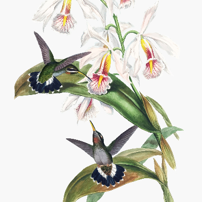 Store enrouleur avec motif d’oiseaux sur une fleur