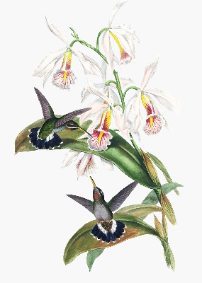 Store enrouleur avec motif d’oiseaux sur une fleur