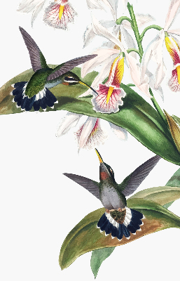 Store enrouleur avec motif d’oiseaux sur une fleur