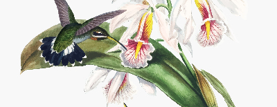 Store enrouleur avec motif d’oiseaux sur une fleur