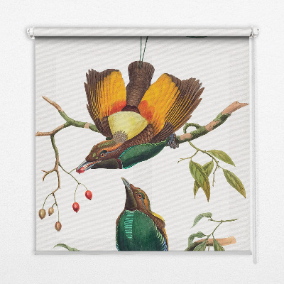 Store intérieur avec des oiseaux sur une branche