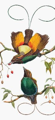 Store intérieur avec des oiseaux sur une branche