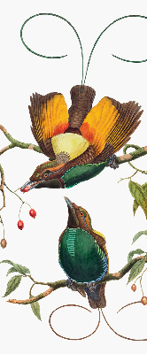 Store intérieur avec des oiseaux sur une branche