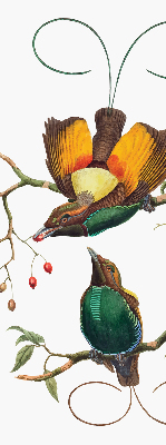 Store intérieur avec des oiseaux sur une branche