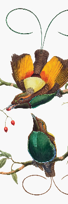 Store intérieur avec des oiseaux sur une branche