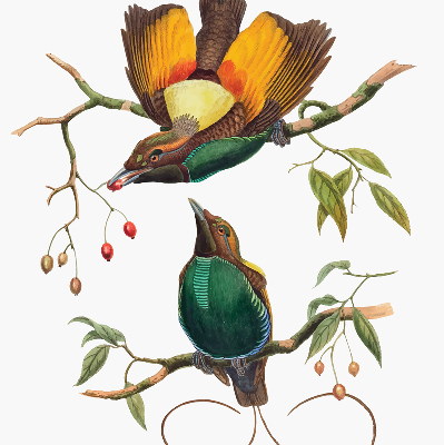 Store intérieur avec des oiseaux sur une branche