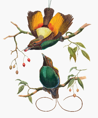 Store intérieur avec des oiseaux sur une branche