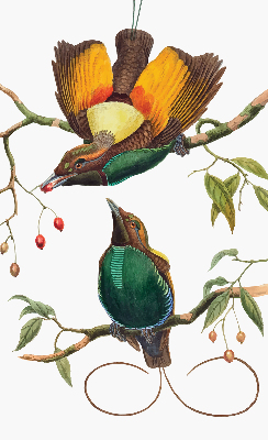 Store intérieur avec des oiseaux sur une branche