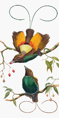 Store intérieur avec des oiseaux sur une branche