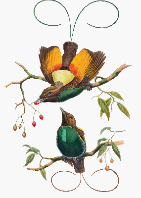 Store intérieur avec des oiseaux sur une branche