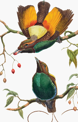 Store intérieur avec des oiseaux sur une branche