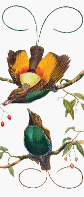 Store intérieur avec des oiseaux sur une branche