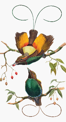 Store intérieur avec des oiseaux sur une branche