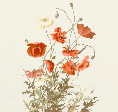 Store enrouleur coquelicots