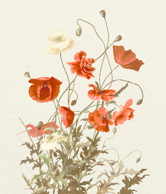 Store enrouleur coquelicots