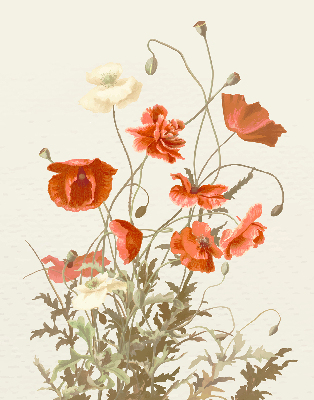 Store enrouleur coquelicots