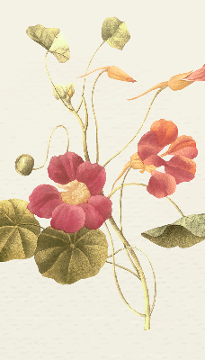 Store intérieur fleur