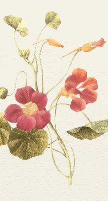 Store intérieur fleur