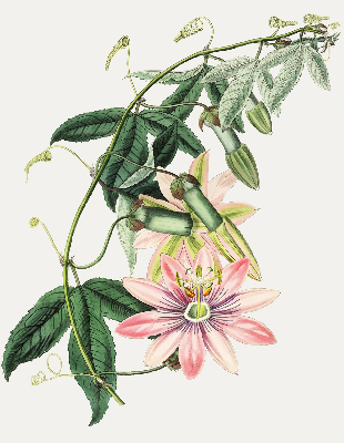 Store enrouleur à fleurs roses