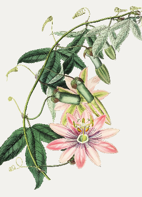 Store enrouleur à fleurs roses