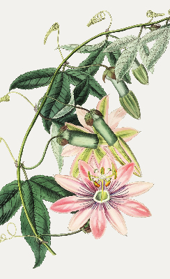 Store enrouleur à fleurs roses