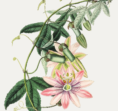 Store enrouleur à fleurs roses