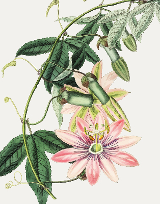 Store enrouleur à fleurs roses