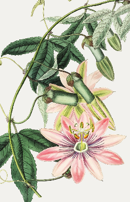 Store enrouleur à fleurs roses