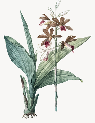 Store intérieur fenêtre fleur