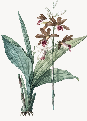 Store intérieur fenêtre fleur