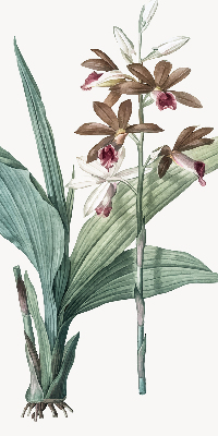 Store intérieur fenêtre fleur