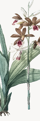 Store intérieur fenêtre fleur