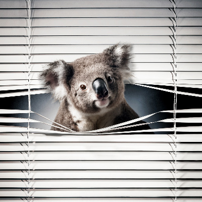 Store enrouleur koala