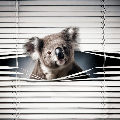 Store enrouleur koala