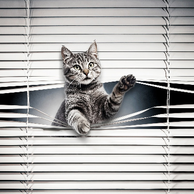 Chat d’intérieur