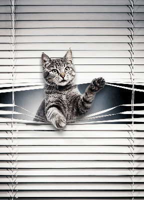 Chat d’intérieur