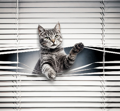 Chat d’intérieur