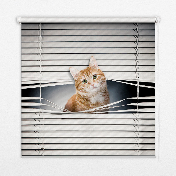Store intérieur fenêtre pour chat roux